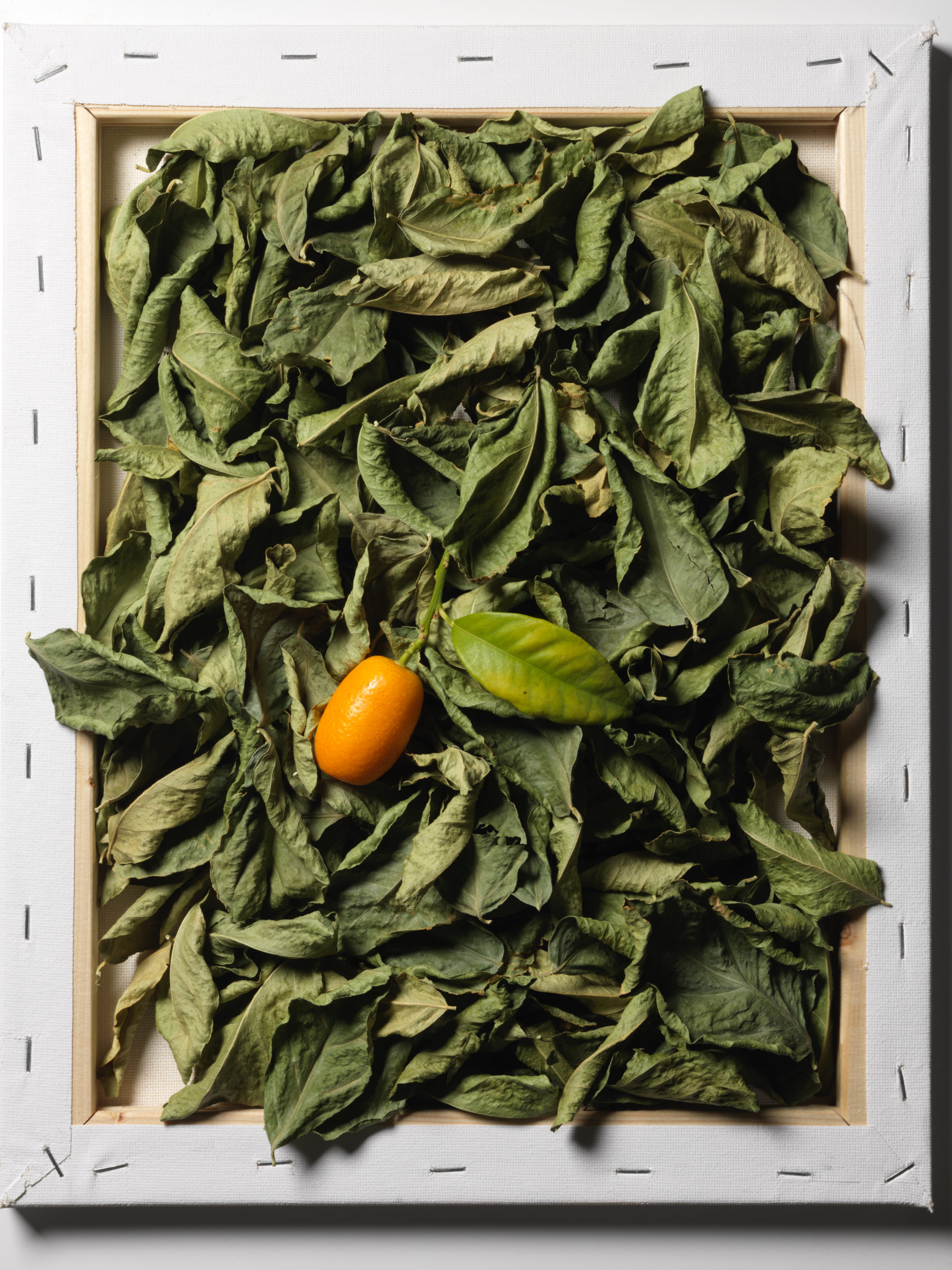 Kumquat & Limequat Marmalade - Happy Belly After